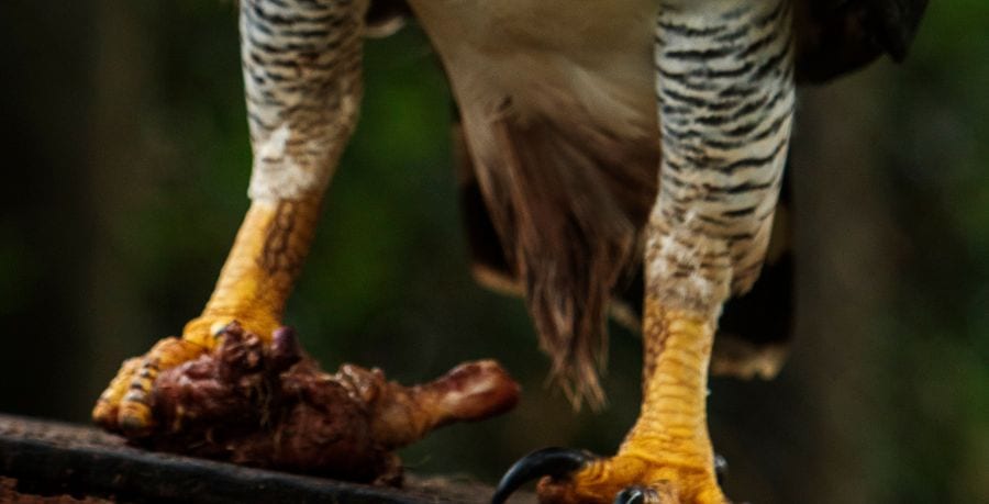 Close-up of a harpy eagle’s thick barred legs, yellow toes and curved black talons gripping prey