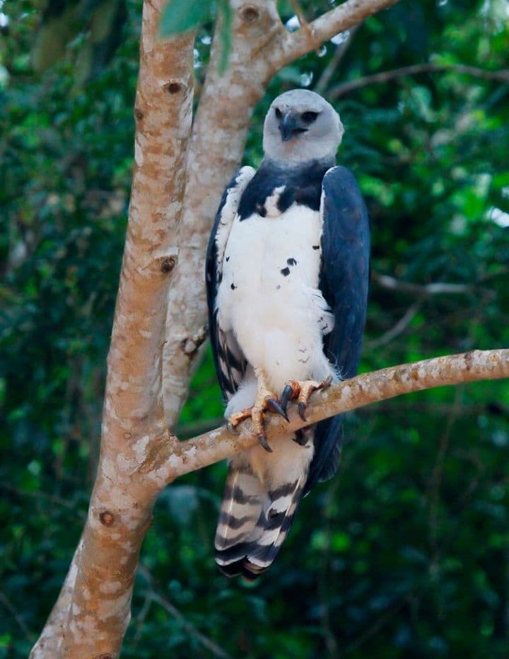 Wild adult harpy eagle perched in rainforest at Carajás National Forest, Brazil, with white underparts and banded tail
