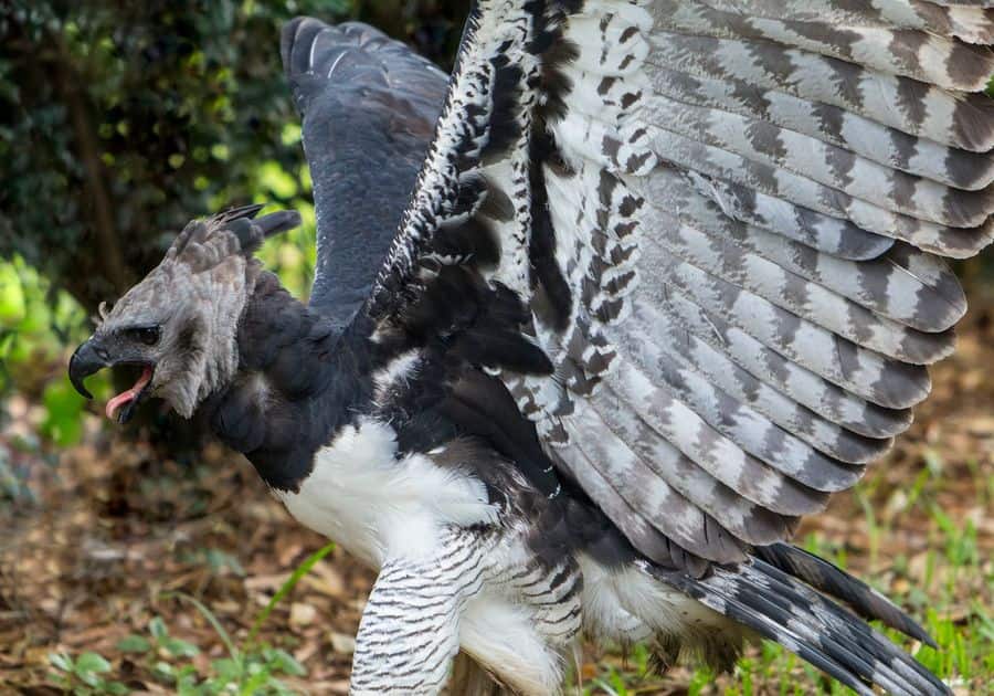 Harpy eagle lifting its broad barred wings and lowering its head in a defensive posture