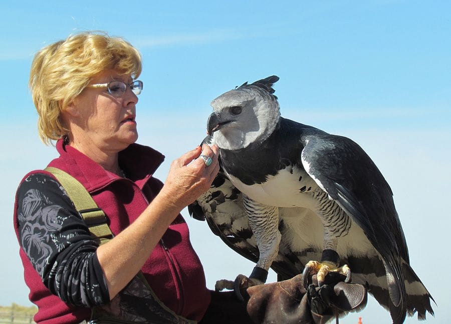Falconer holding a harpy eagle on her gloved hand, showing the eagle’s size next to a person