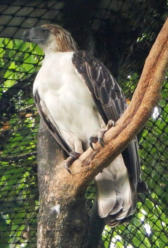 Philippine eagle perched with shaggy crest, pale underparts and a deep blue-gray bill
