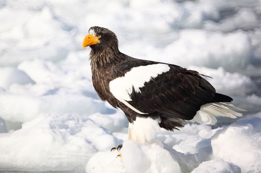Steller’s sea eagle standing on snow in Hokkaido with dark body, white shoulders and a massive orange-yellow bill