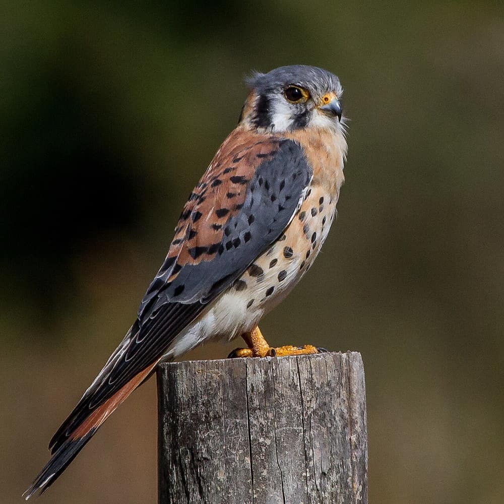 Male American kestrel perched on a post with blue-gray wings, rusty back and black face stripes