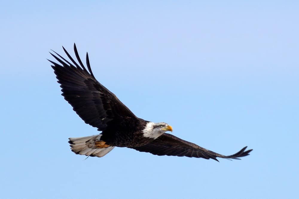 Adult bald eagle gliding with long, flat, plank-like wings and white head and tail