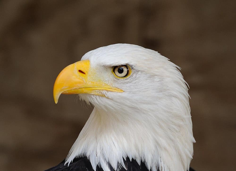 Adult bald eagle head in profile with white feathers, pale yellow eye and massive yellow hooked bill