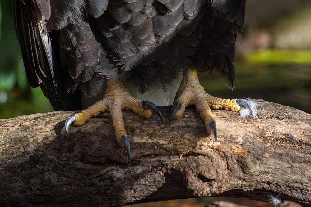 Close-up of a bald eagle’s yellow feet and long black curved talons gripping a log