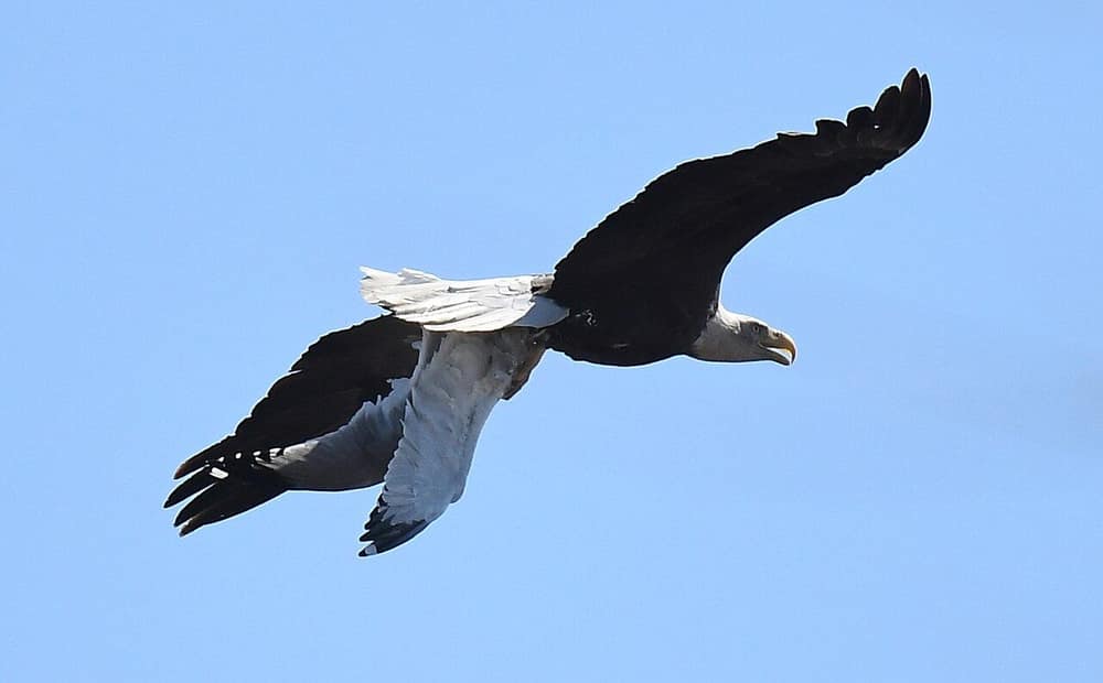 Bald eagle flying with a gull gripped in its talons