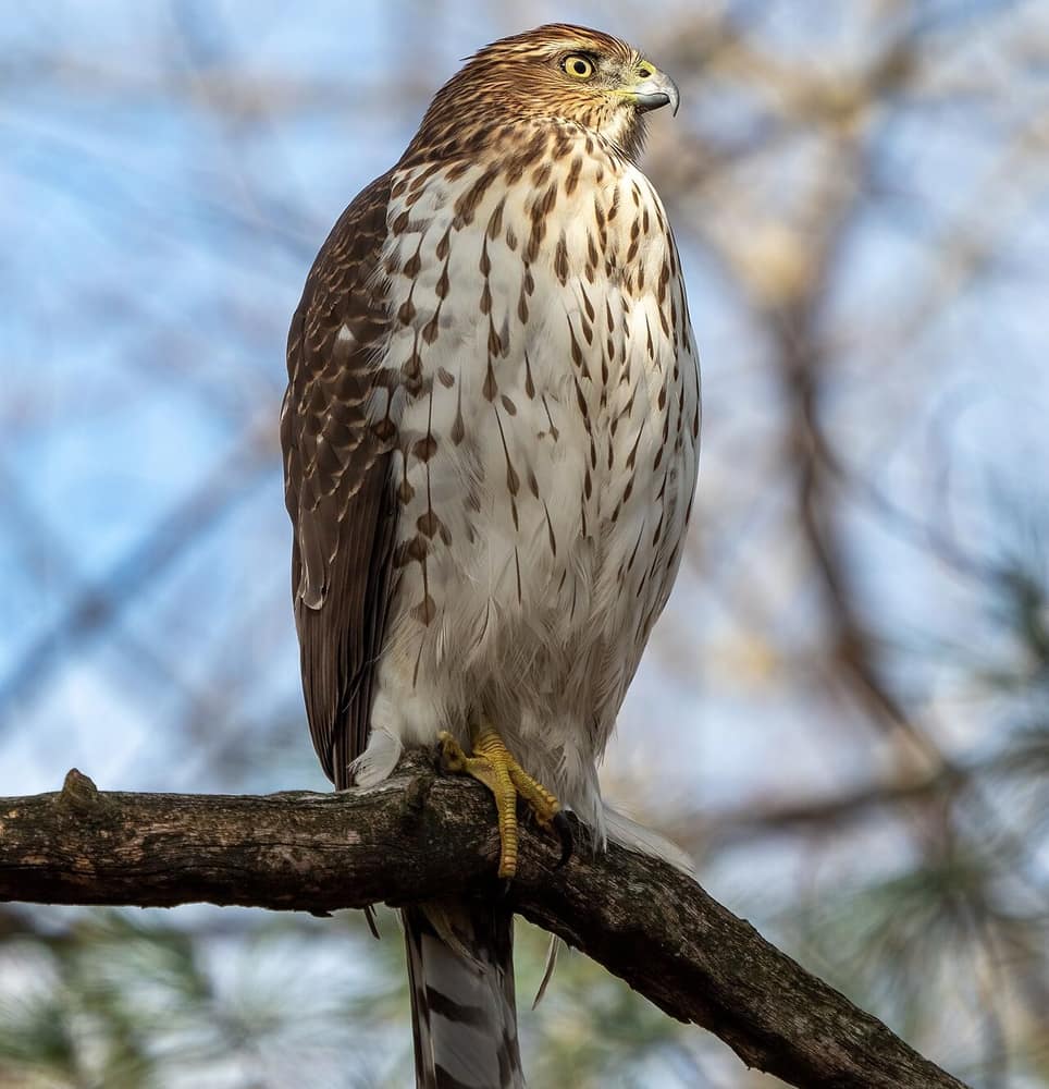 Young Cooper’s hawk perched on a branch with brown streaked breast and long banded tail