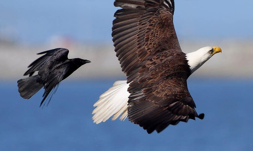 A crow chasing a much larger bald eagle in flight over water