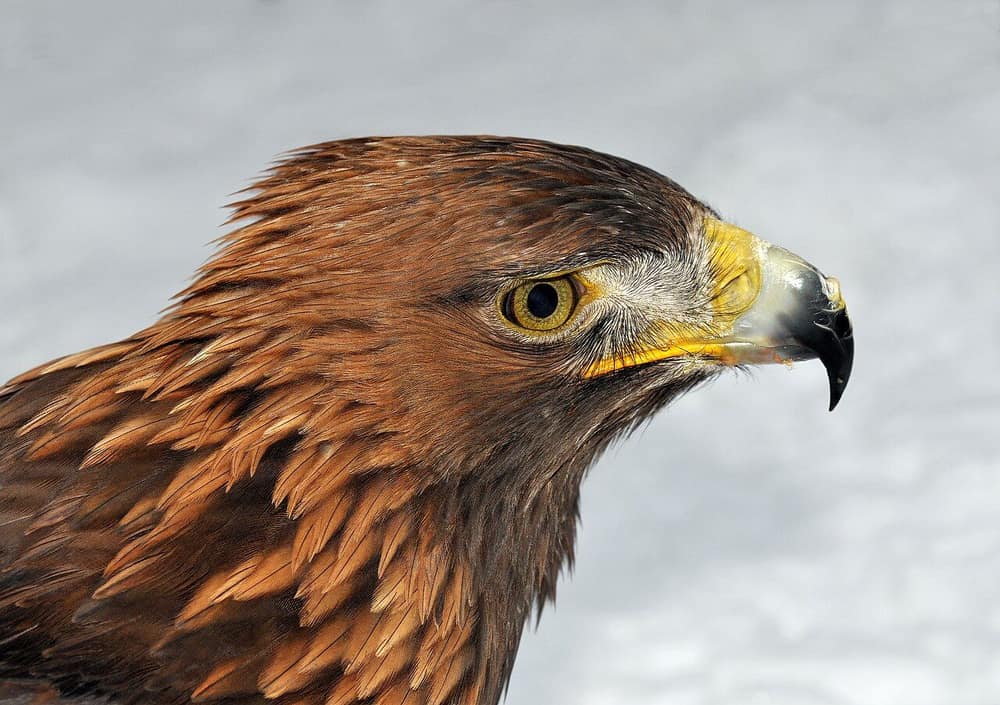 Golden eagle head in profile with golden-brown nape feathers and a dark hooked bill with yellow base