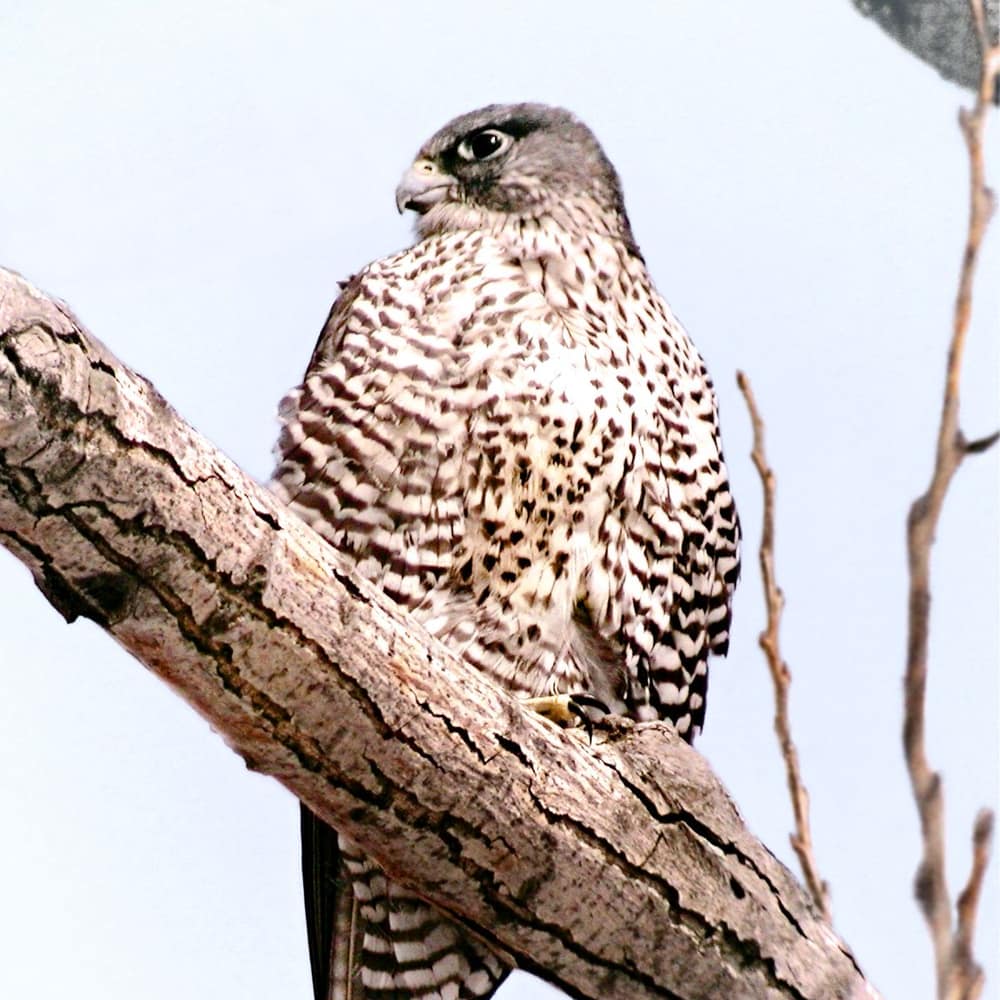 Gray-brown gyrfalcon perched on a bare branch, showing heavy streaked breast