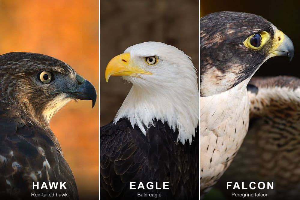 Side-by-side head portraits of a red-tailed hawk, a bald eagle and a peregrine falcon, labeled hawk, eagle and falcon