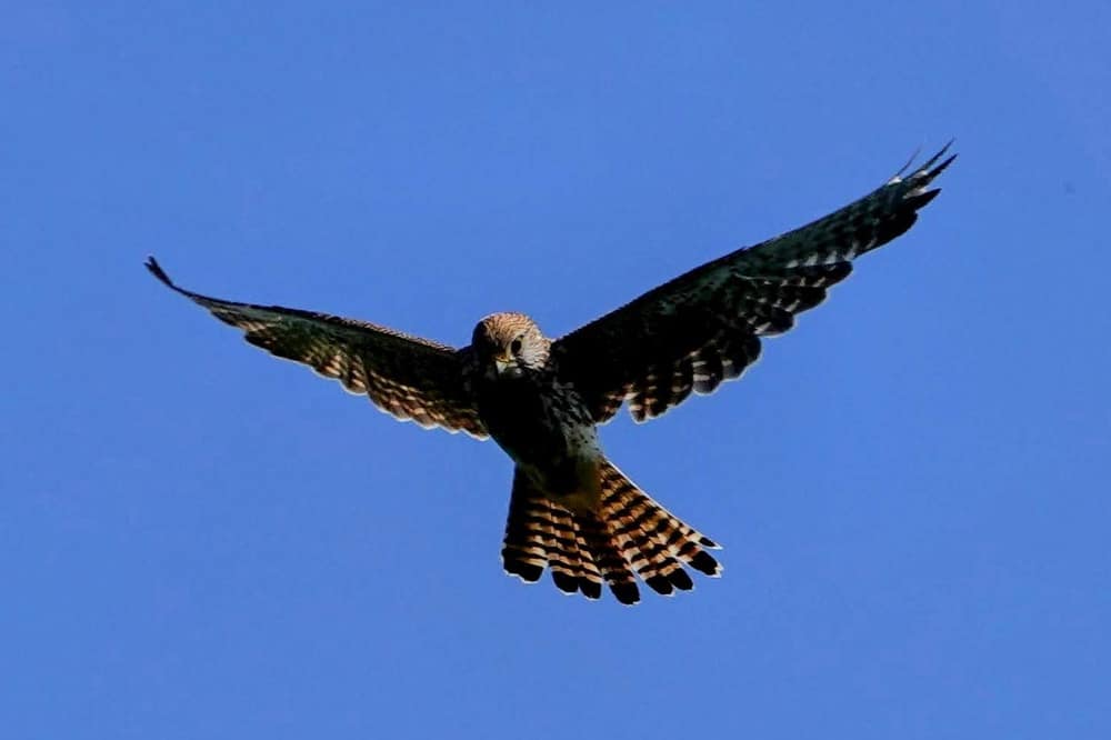 Common kestrel hovering against a blue sky with wings raised and tail fanned