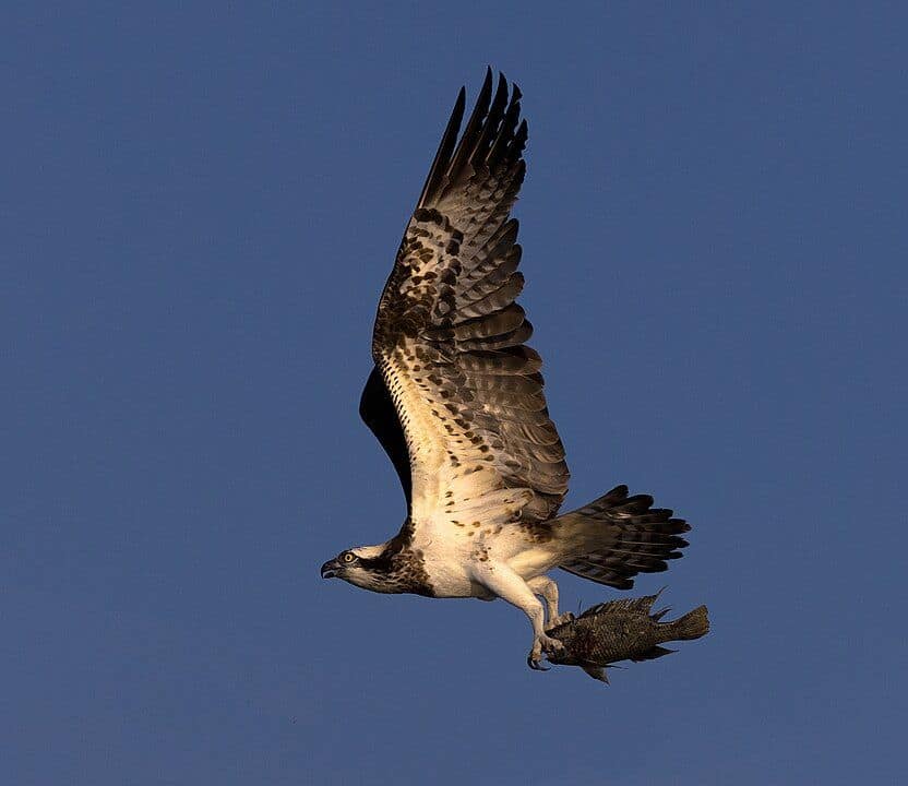 Osprey flying with a fish held in its talons against a dark blue background