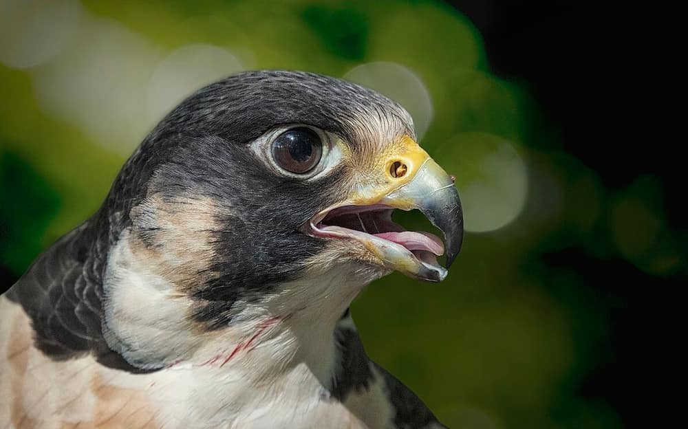 Close-up of a peregrine falcon with its beak open, showing the hooked tip and the notch along the cutting edge