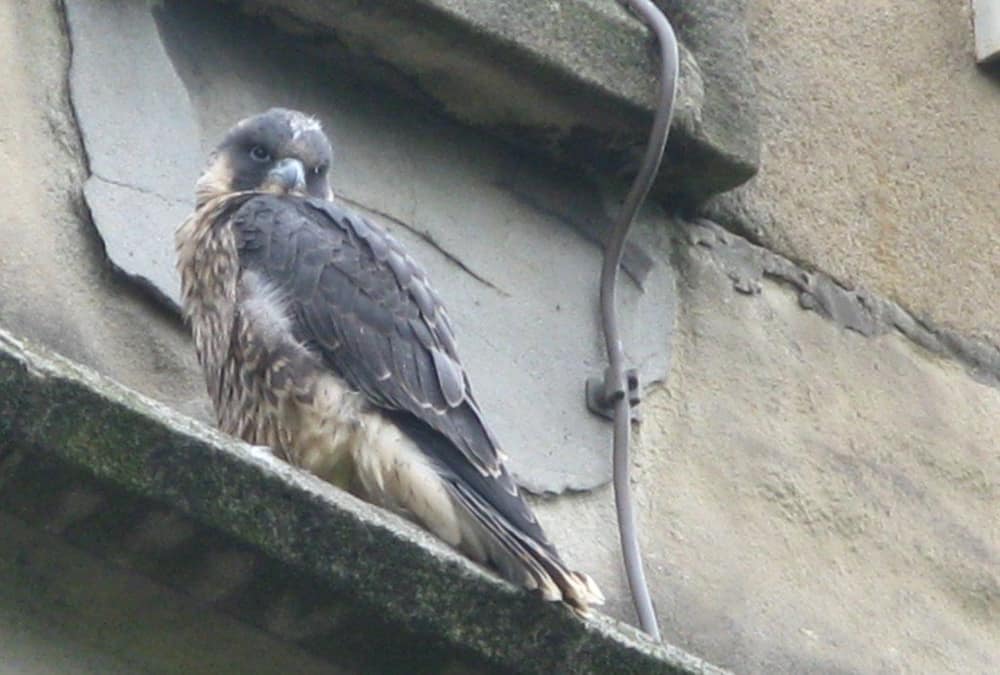 Peregrine falcon perched on a ledge of a city building