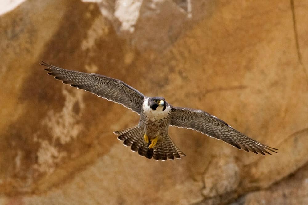 Peregrine falcon flying toward the camera over rocks with long, pointed wings