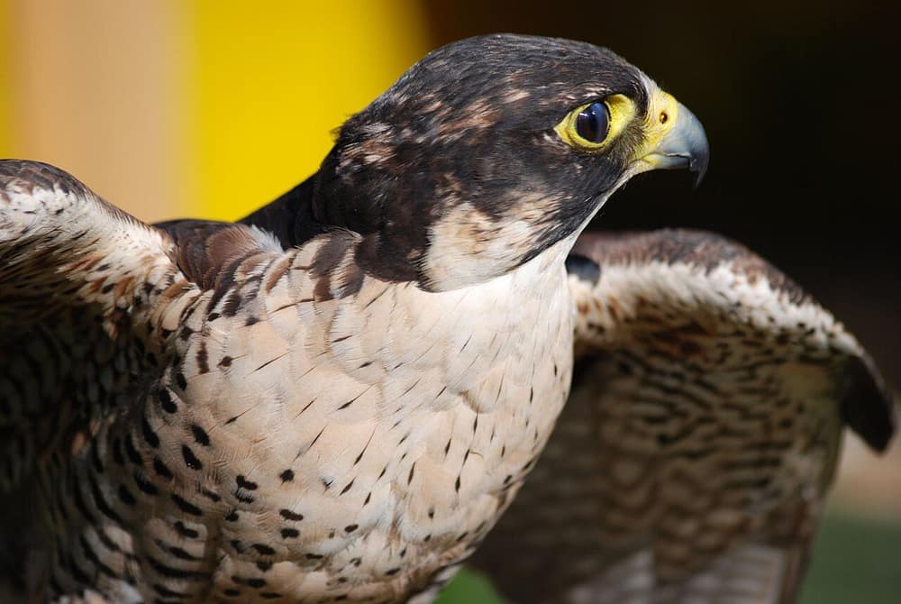 Peregrine falcon in profile with dark hood, yellow eye-ring, white cheek and barred breast