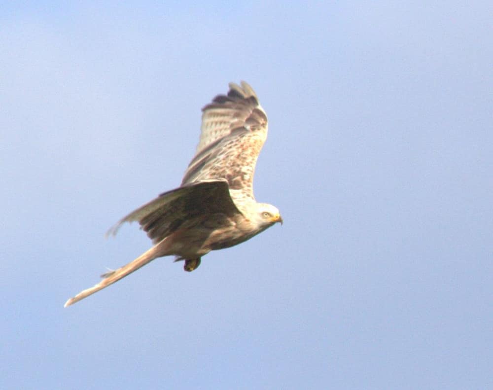 Red kite in flight showing long angled wings and a rusty forked tail