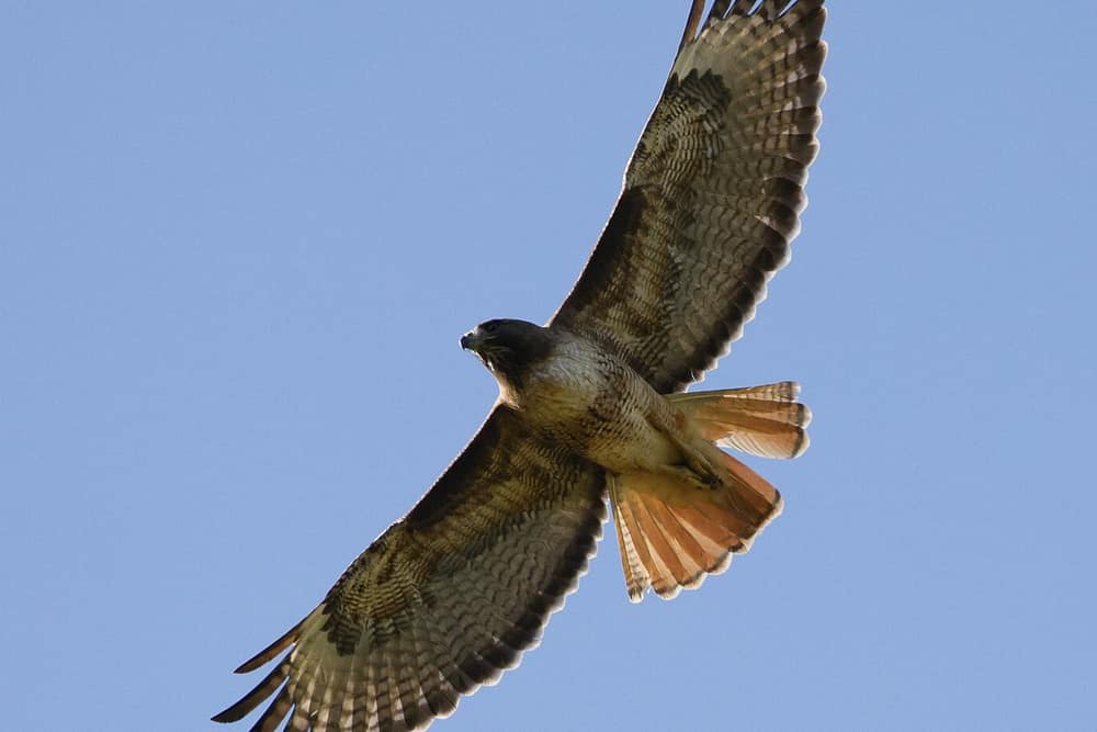 Red-tailed hawk soaring overhead with broad rounded wings spread and a rusty red fanned tail