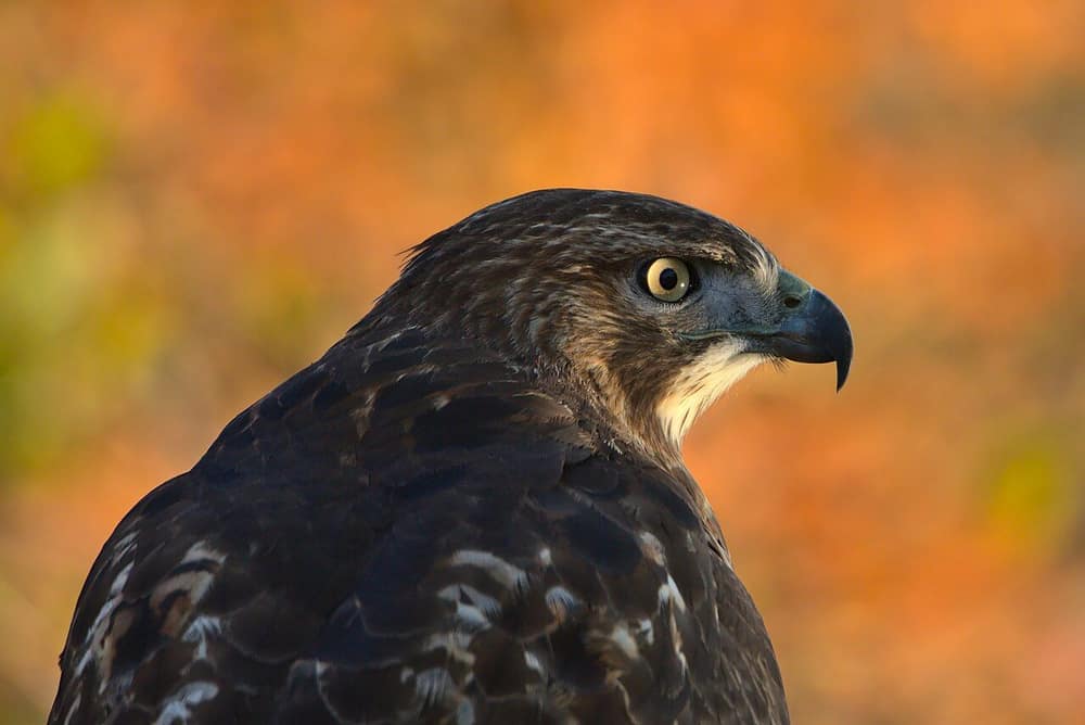 Red-tailed hawk head and shoulders in profile with brown plumage, pale throat and dark hooked beak