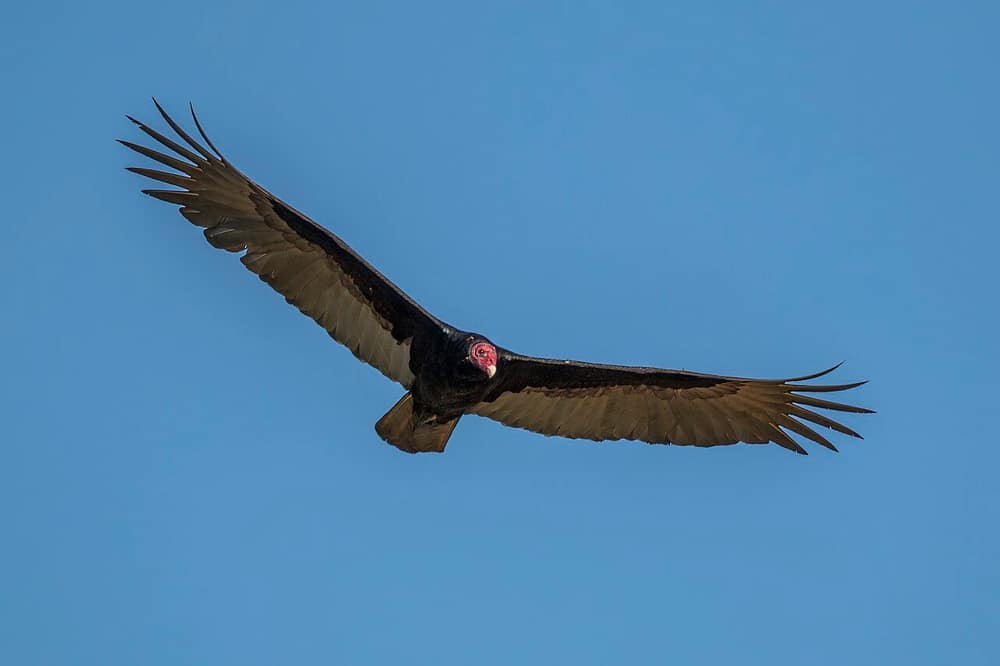 Turkey vulture soaring with dark wings held in a shallow V, small bare red head and silvery flight feathers