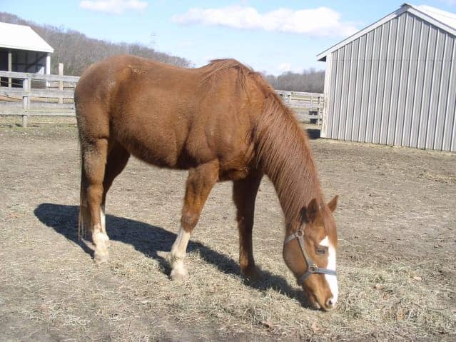 Chestnut Quarter Horse with a reddish-brown body, mane and tail grazing in a dirt paddock