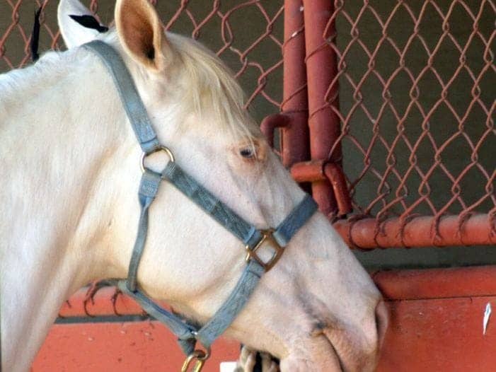 Cremello horse with a cream-white coat, pink skin around the muzzle and a pale blue eye