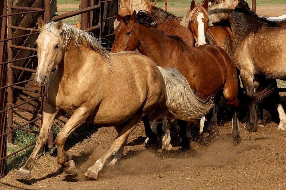 Dappled golden palomino horse with a white mane and tail trotting ahead of a group of horses in a ranch pen