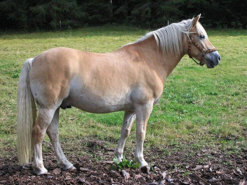 Haflinger horse with a light chestnut body and flaxen mane and tail standing in a field
