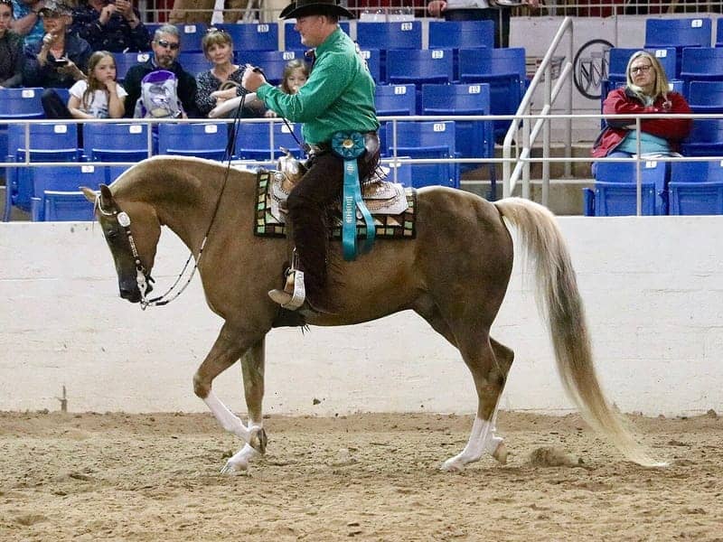 Palomino Half-Arabian horse with a gold coat and white tail competing in a Western pleasure class