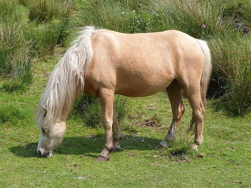 Light palomino horse with a pale cream-gold body and white mane and tail grazing in a meadow