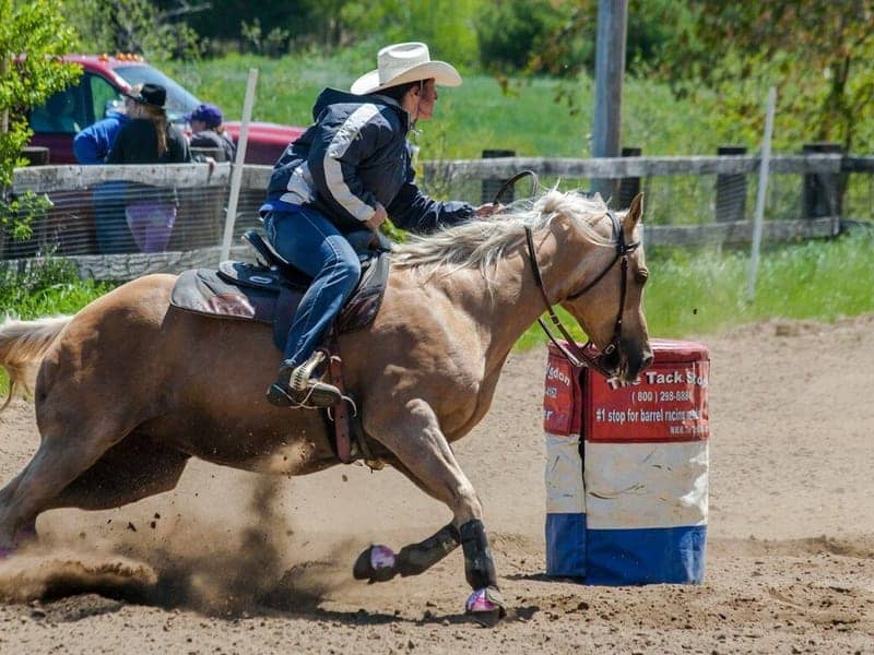 Palomino horse turning tightly around a barrel at a rodeo with dirt flying