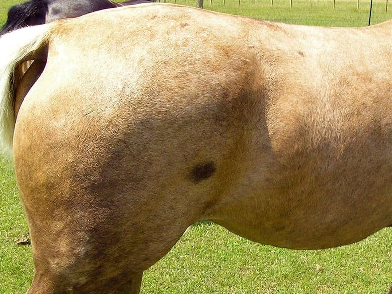 Close-up of a palomino horse’s flank showing a small dark brown Bend-Or spot on the gold coat