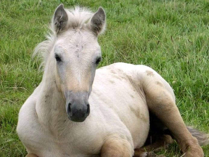 Young palomino foal lying in grass with a pale coat and white hairs appearing around the eyes