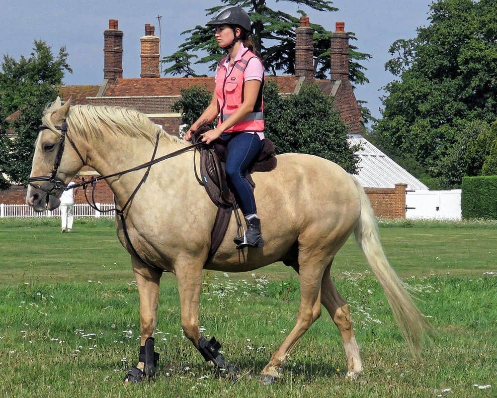 Side view of a ridden palomino horse showing a gold body, cream-white mane and tail, and gold legs with one white sock