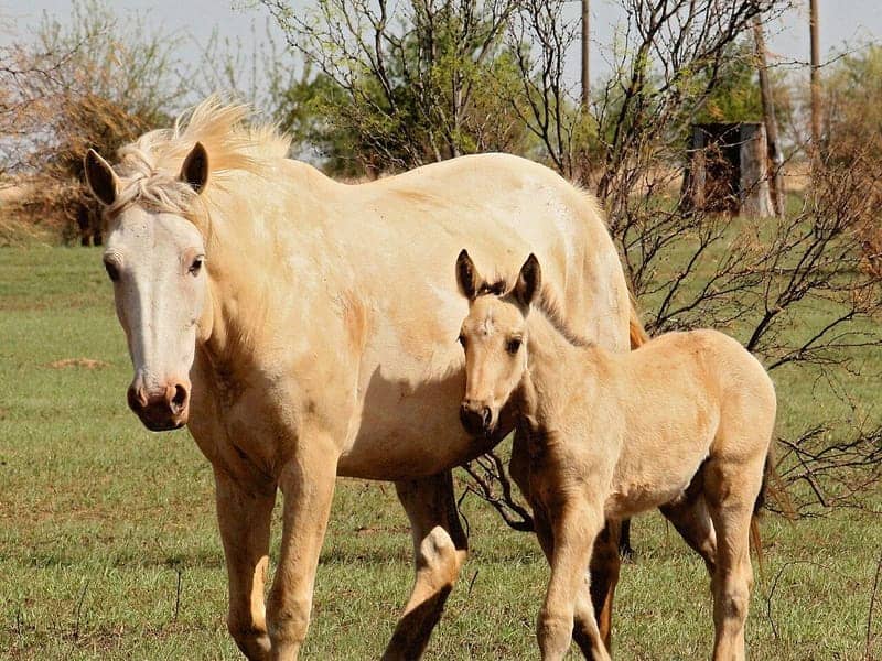 Palomino overo Paint mare with a gold coat and pale mane standing beside her dun foal on a Texas ranch