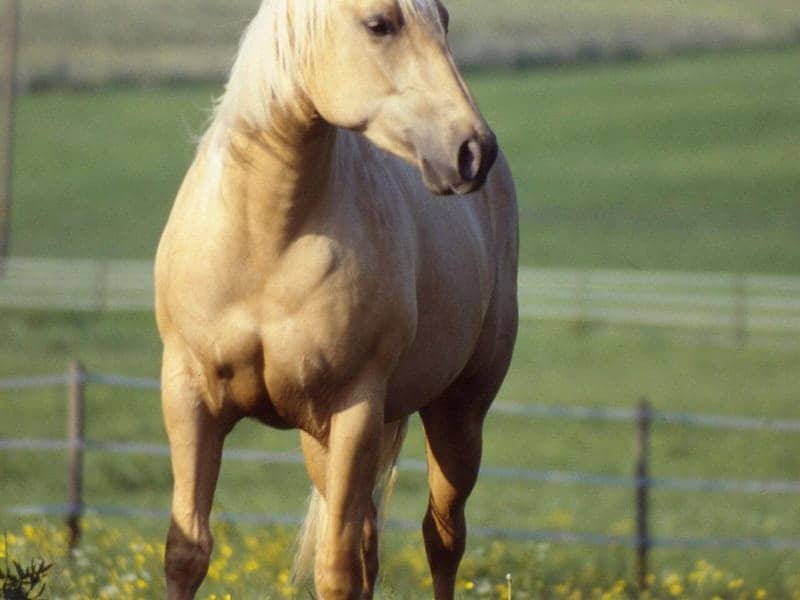 Palomino Quarter Horse with a golden coat and pale flaxen-white mane standing in a green pasture