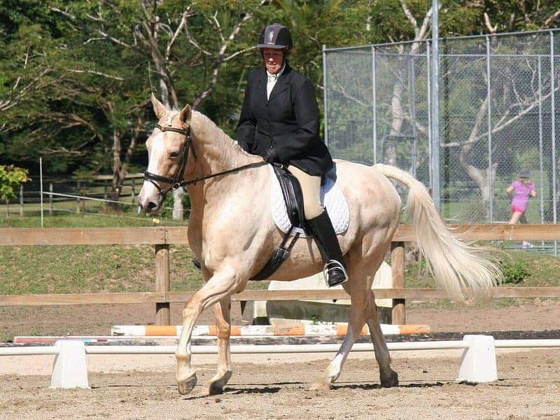 Palomino roan horse with white hairs mixed through a pale gold body ridden in a dressage test