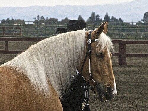Head and neck of a palomino Tennessee Walking Horse with a long pale mane and a bridle