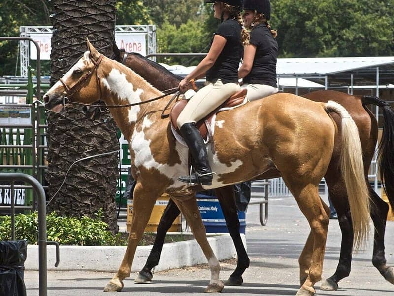 Palomino and white Paint horse with large white patches over a golden coat being ridden at a show