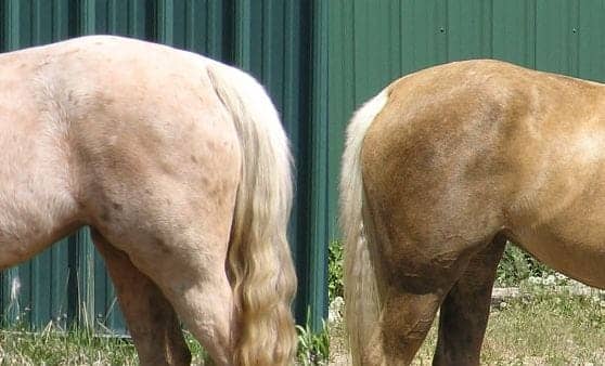 The same palomino horse photographed in a pale unshed winter coat on the left and a darker gold summer coat on the right