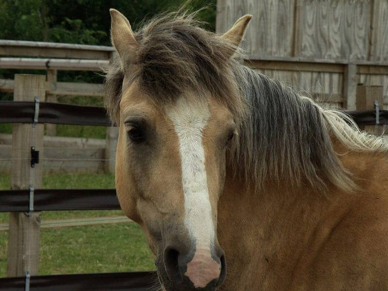 Dark sooty palomino horse with a deep gold-brown coat, darker shading on the neck and a pale mane