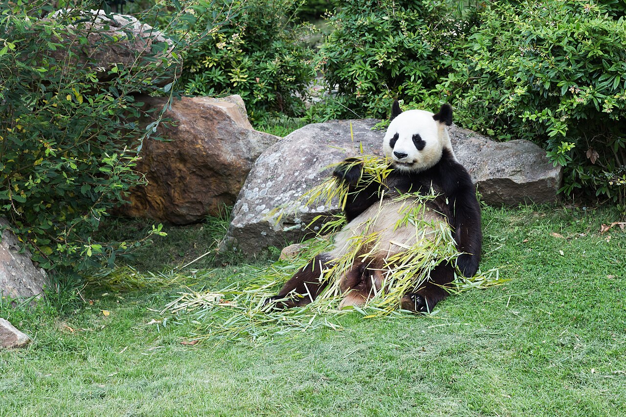 Giant panda among bamboo representing countries that host zoo pandas