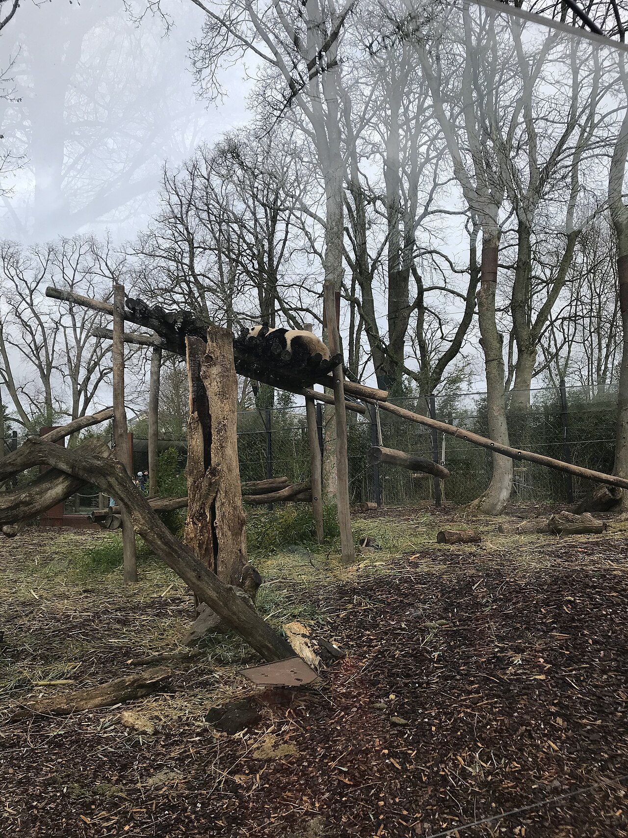 Giant panda in a European zoo enclosure among bamboo