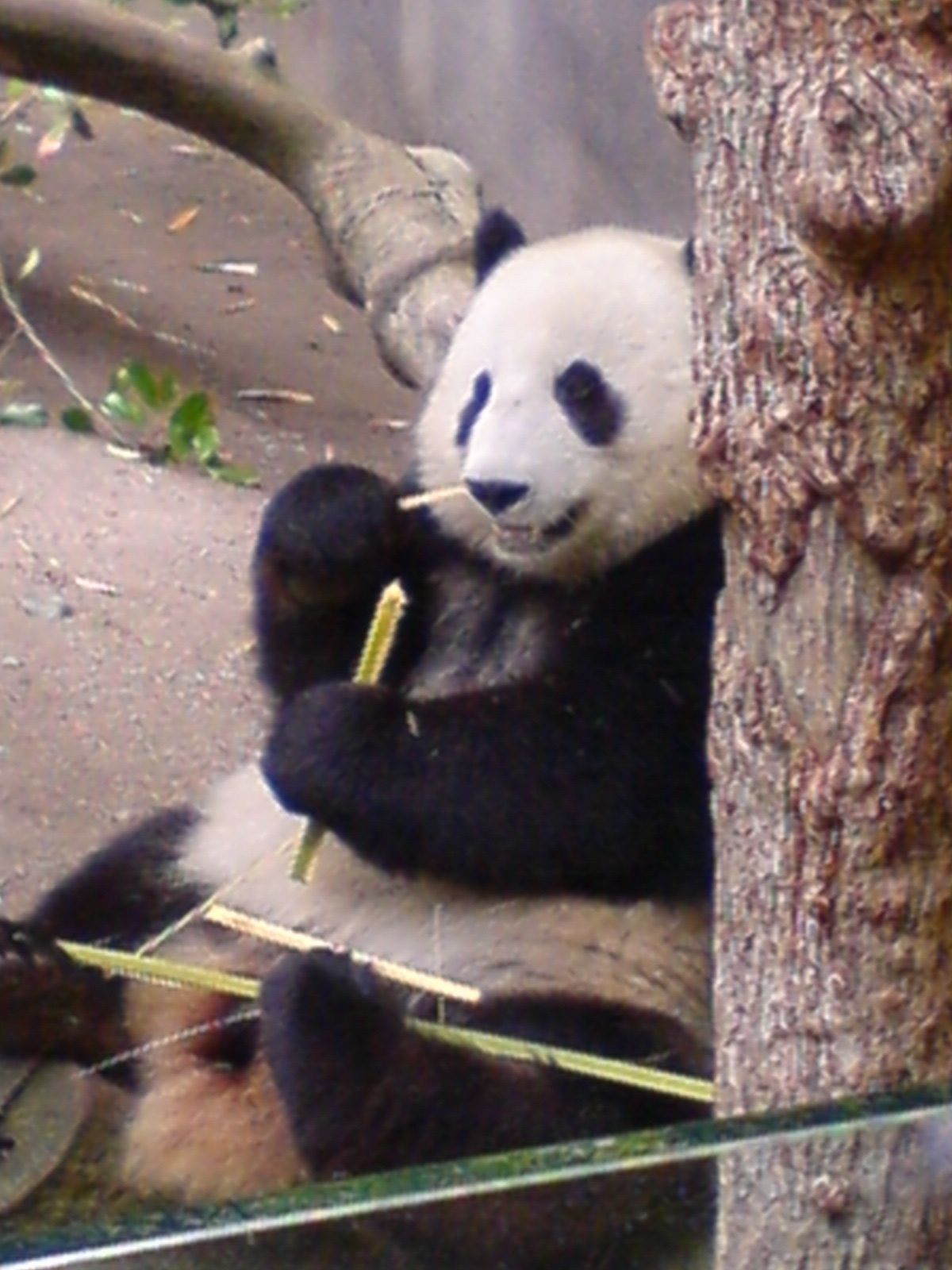 Giant panda resting in a North American zoo habitat