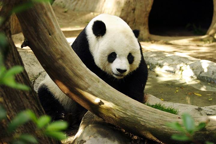 Giant panda climbing in a zoo habitat worldwide