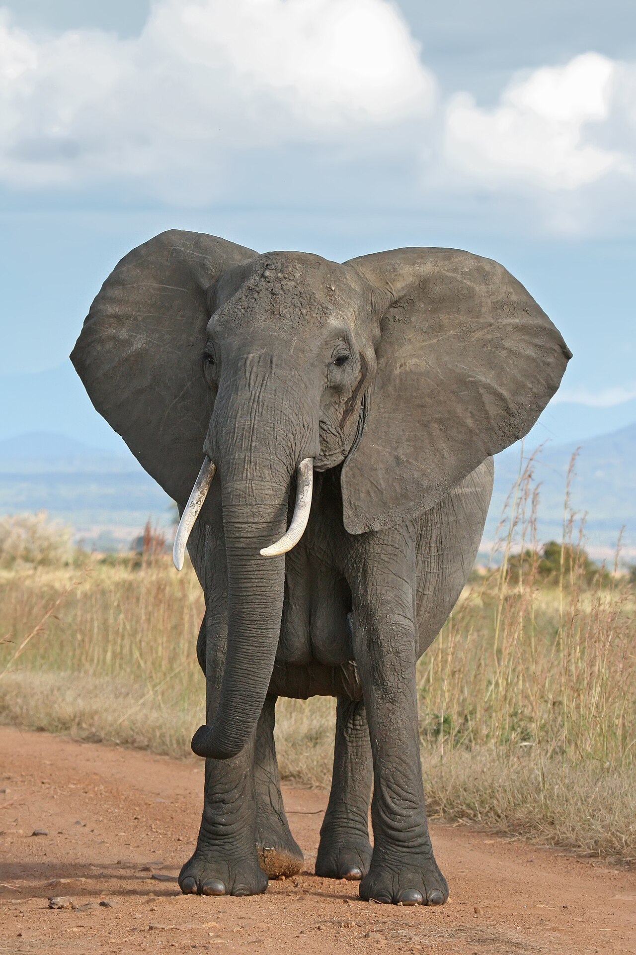 African bush elephant in open landscape — illustration for the “eat an elephant” proverb guide