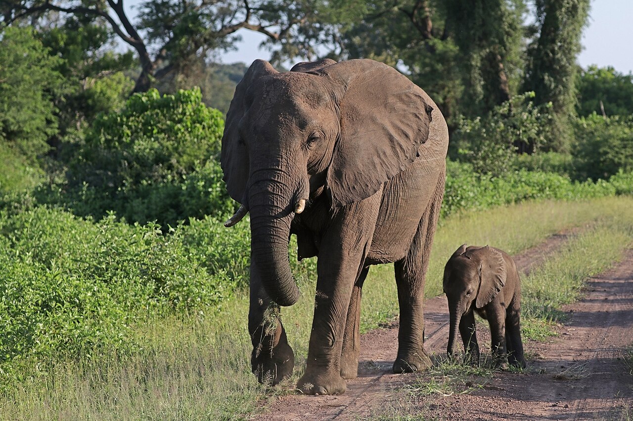 Worksheet-style hero suggesting planning a big goal one step at a time — eat an elephant activity