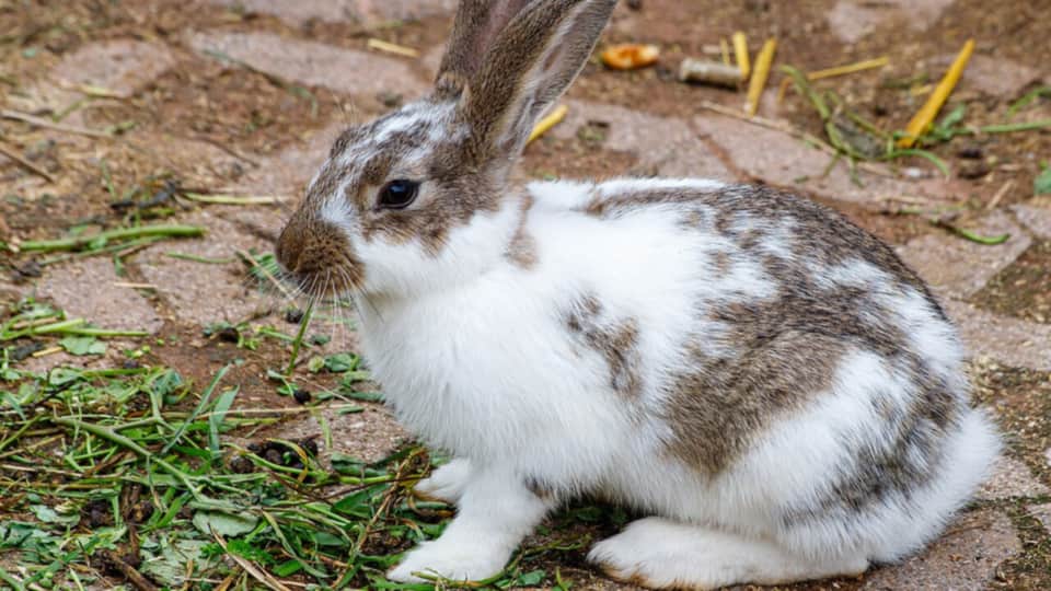 Pet domestic rabbit sitting alert with ears up — rabbit sounds guide